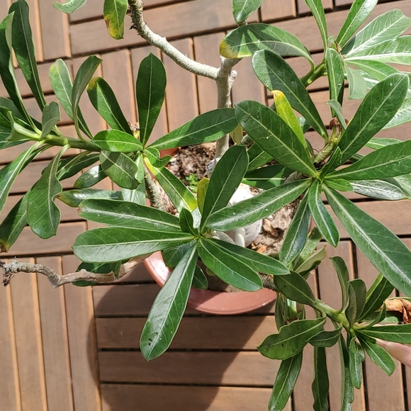 Desert Rose -large - Picture 4 of 4